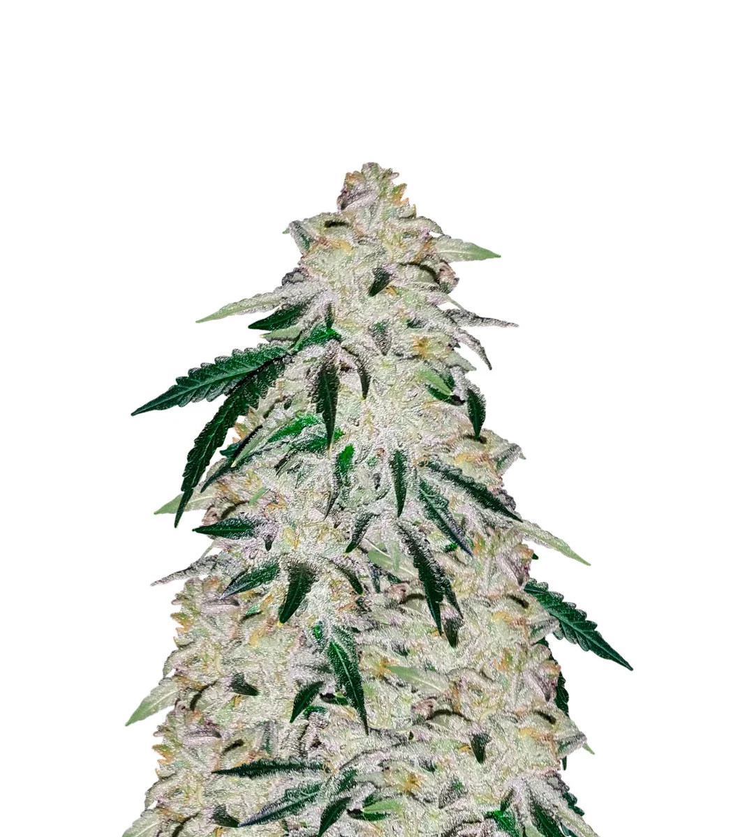 Colombian Gold Regular