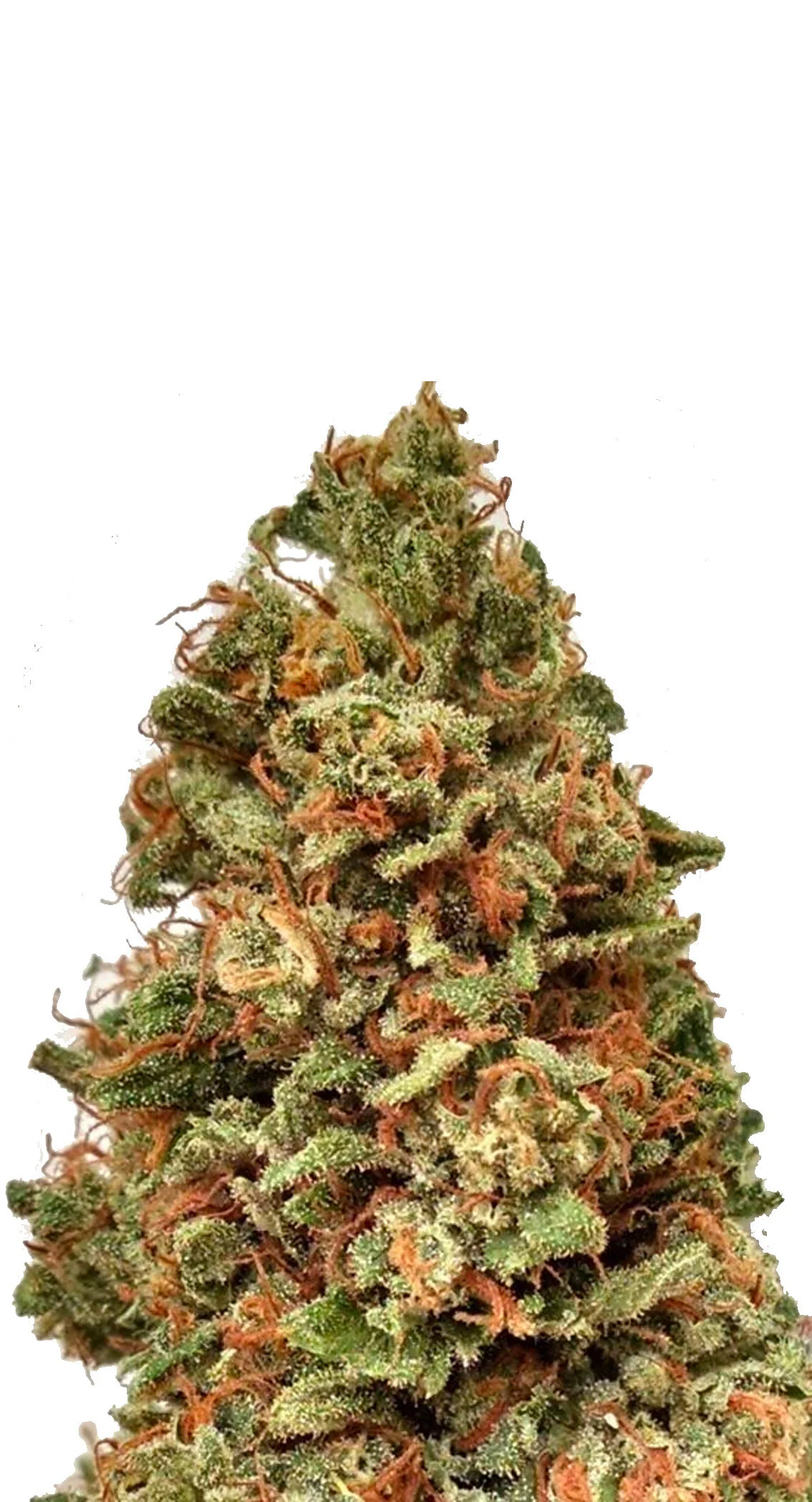 God Bud Regular
