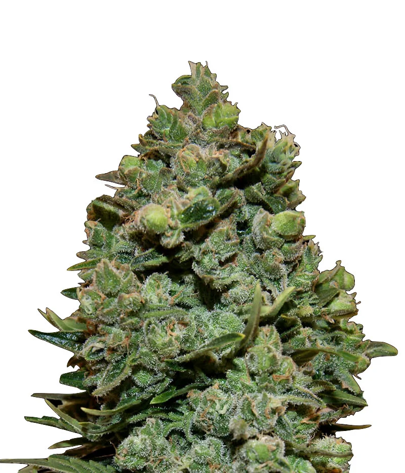 Blue OG