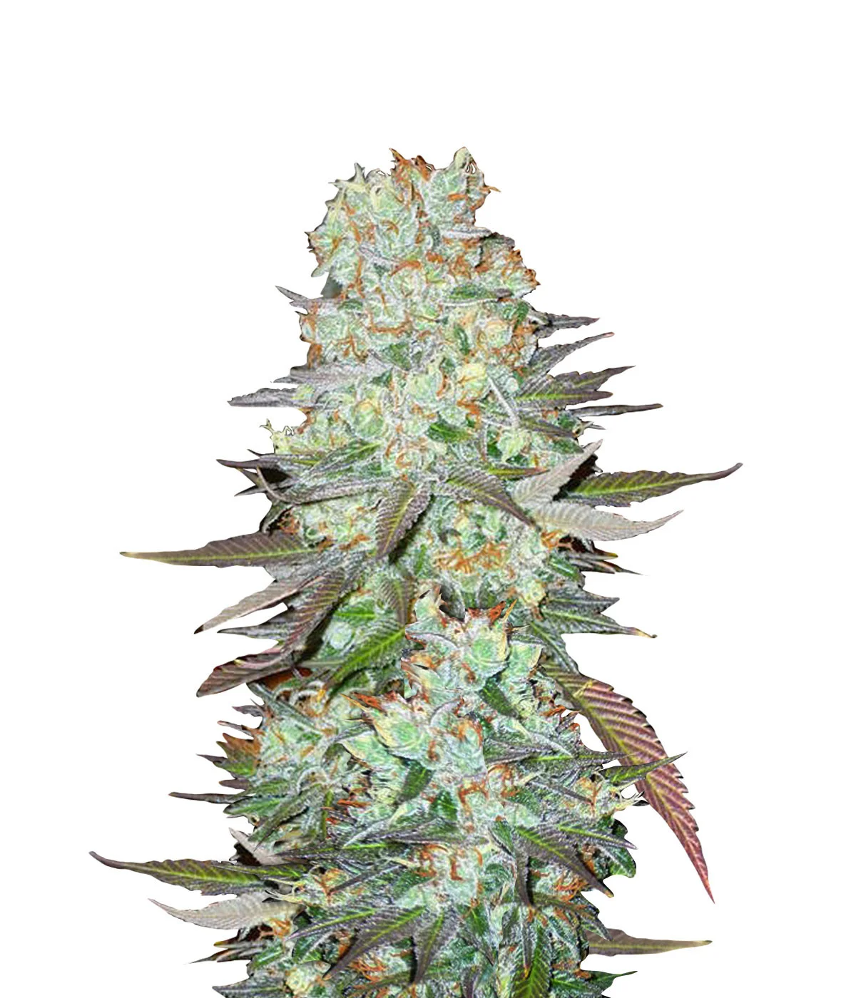 Scott OG