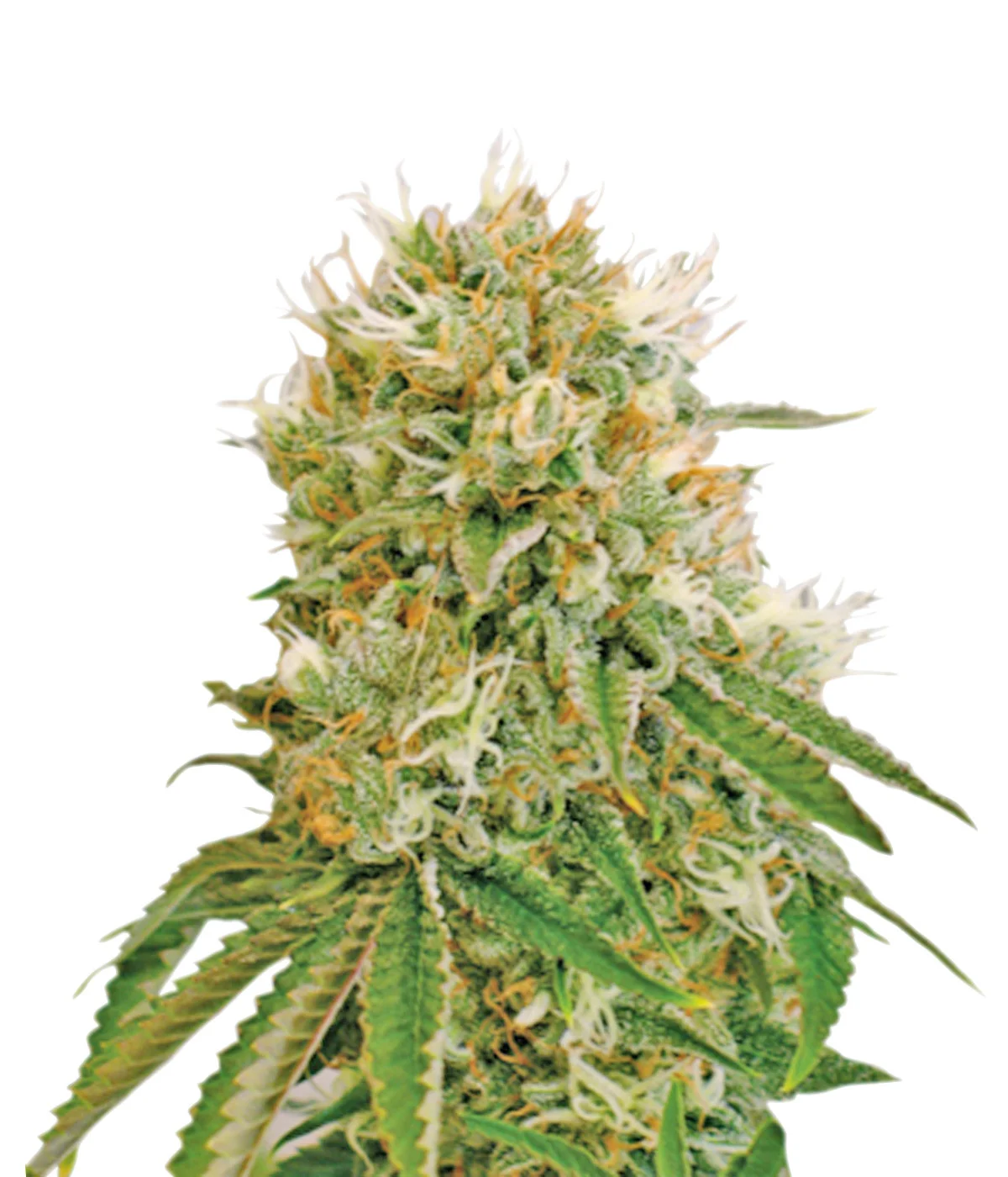 BC God Bud Regular