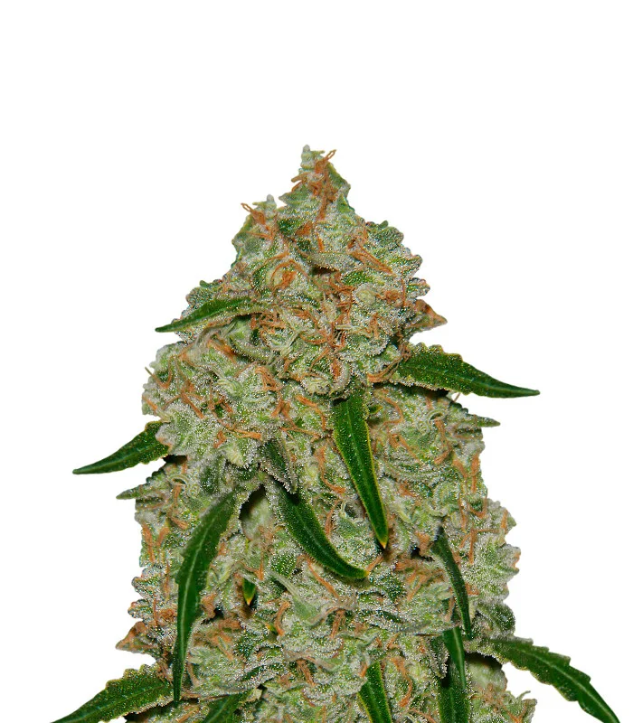 Banana Sherbet