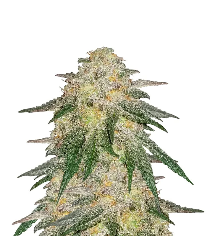 Critical Purple Auto