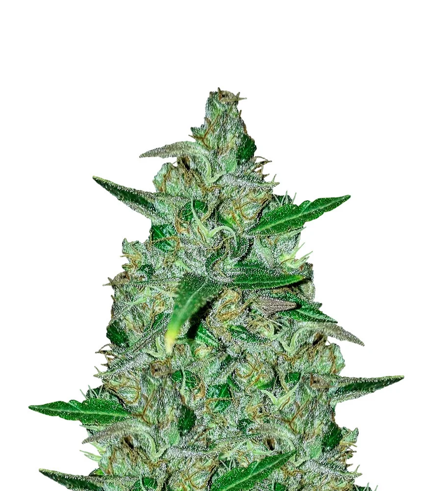 Chocolate Mint Regular