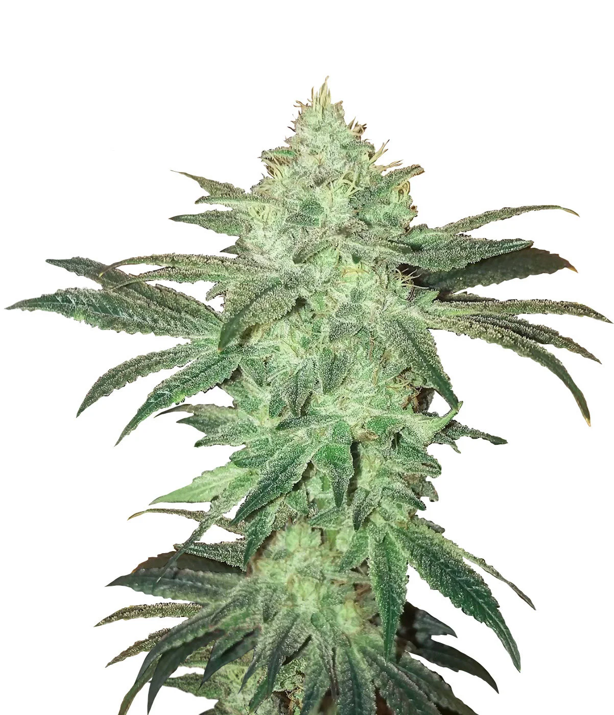 Skunk1 Auto