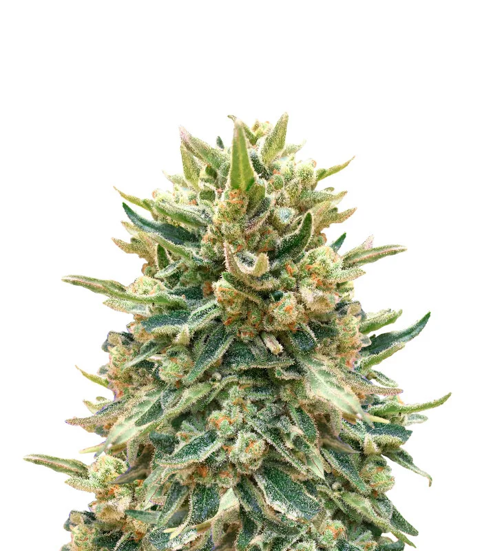 Grapefruit Auto