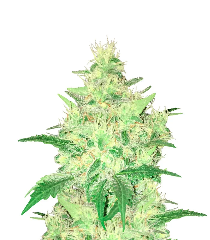 Jamaican