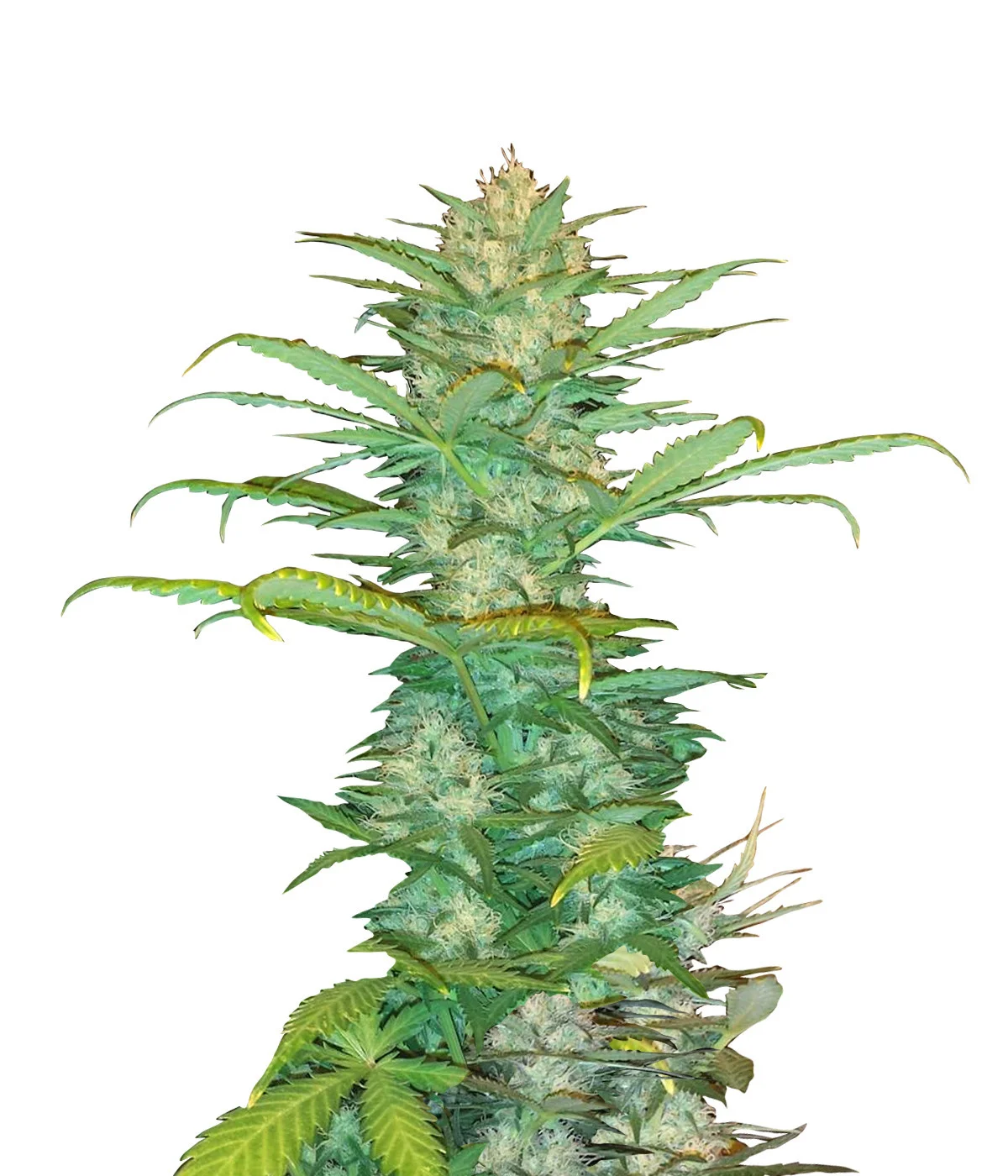 Skywalker Fast