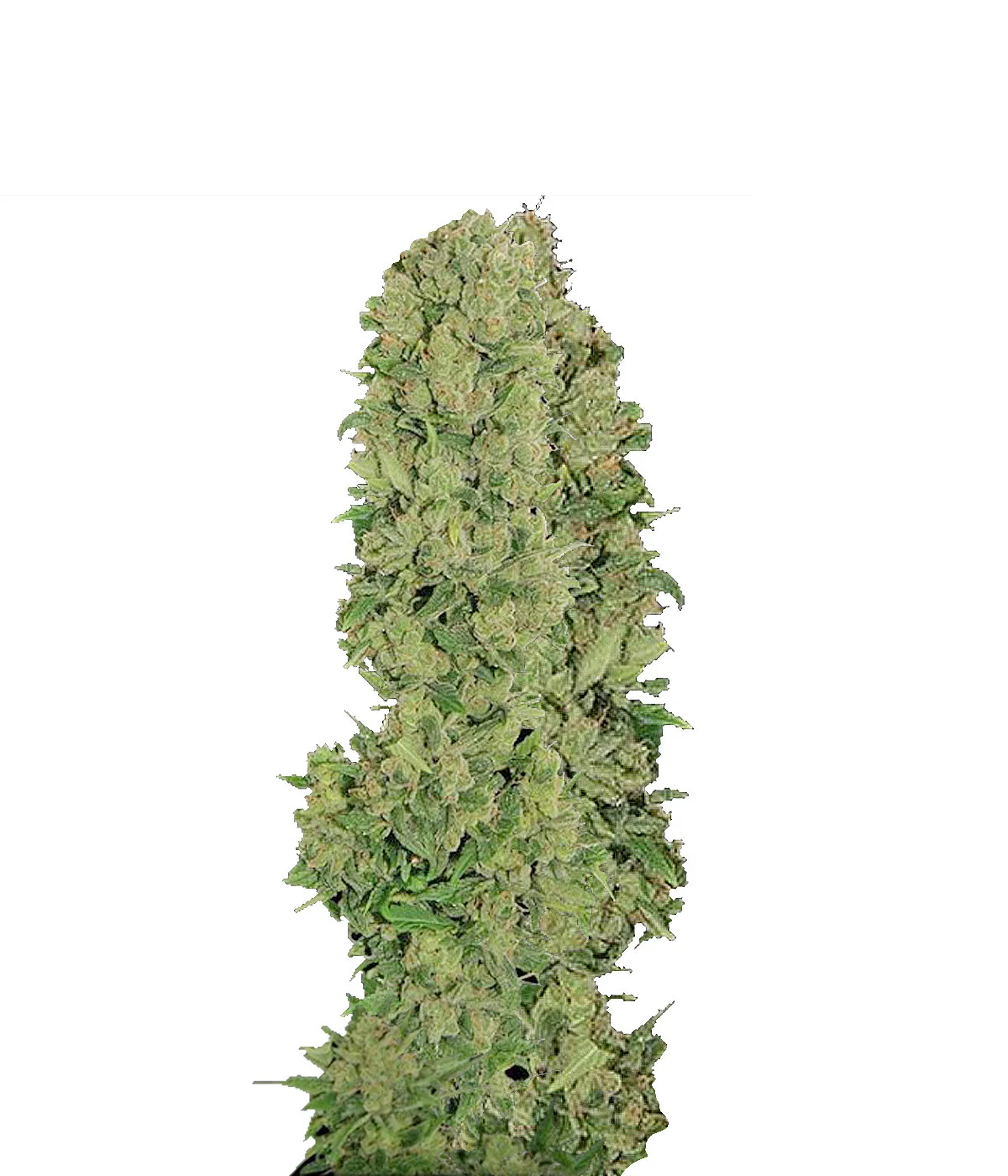 Alaskan Thunderfuck