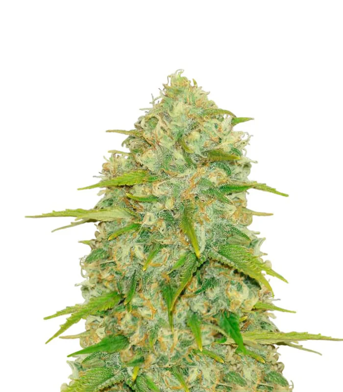 Lemonberry Haze Auto