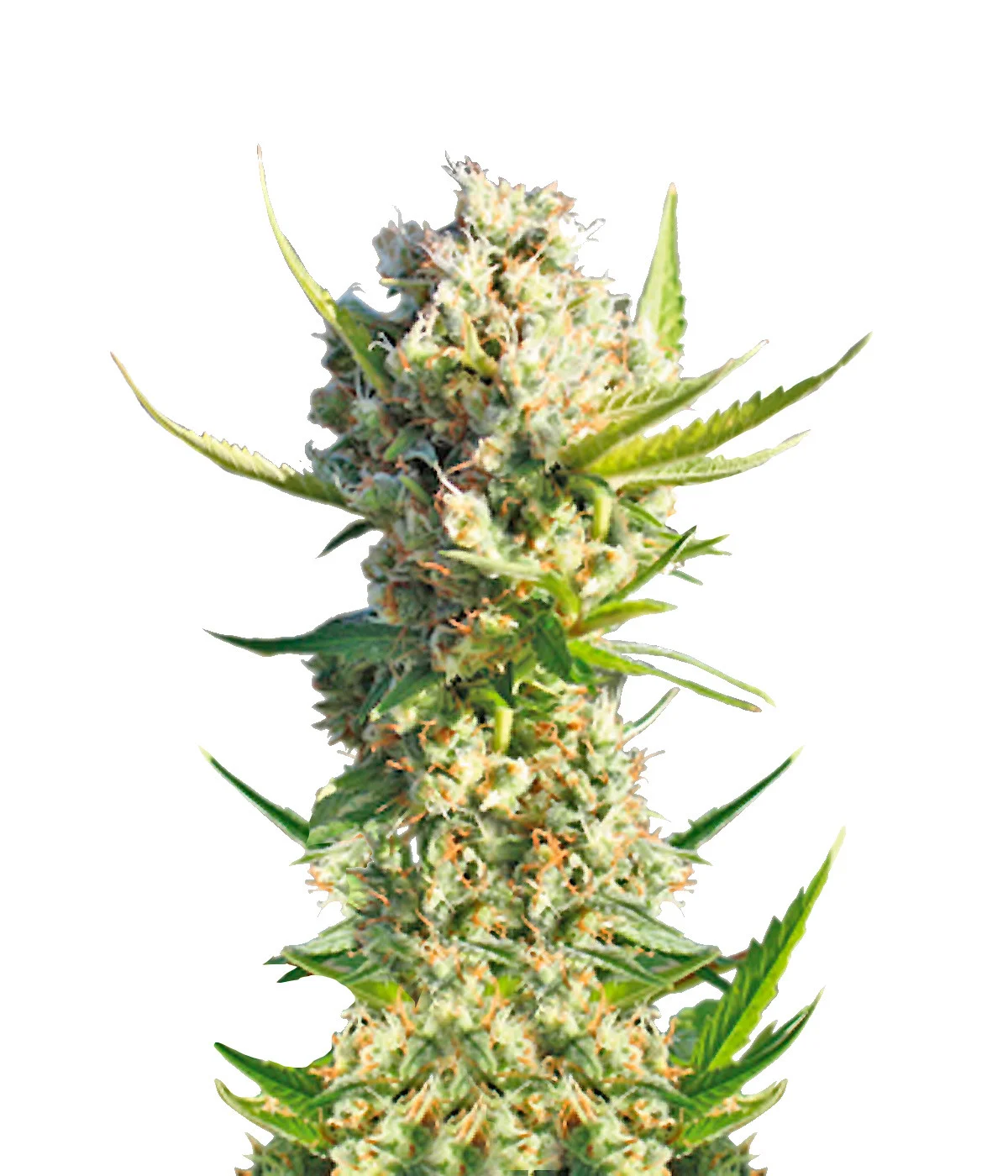 Alaskan Purple