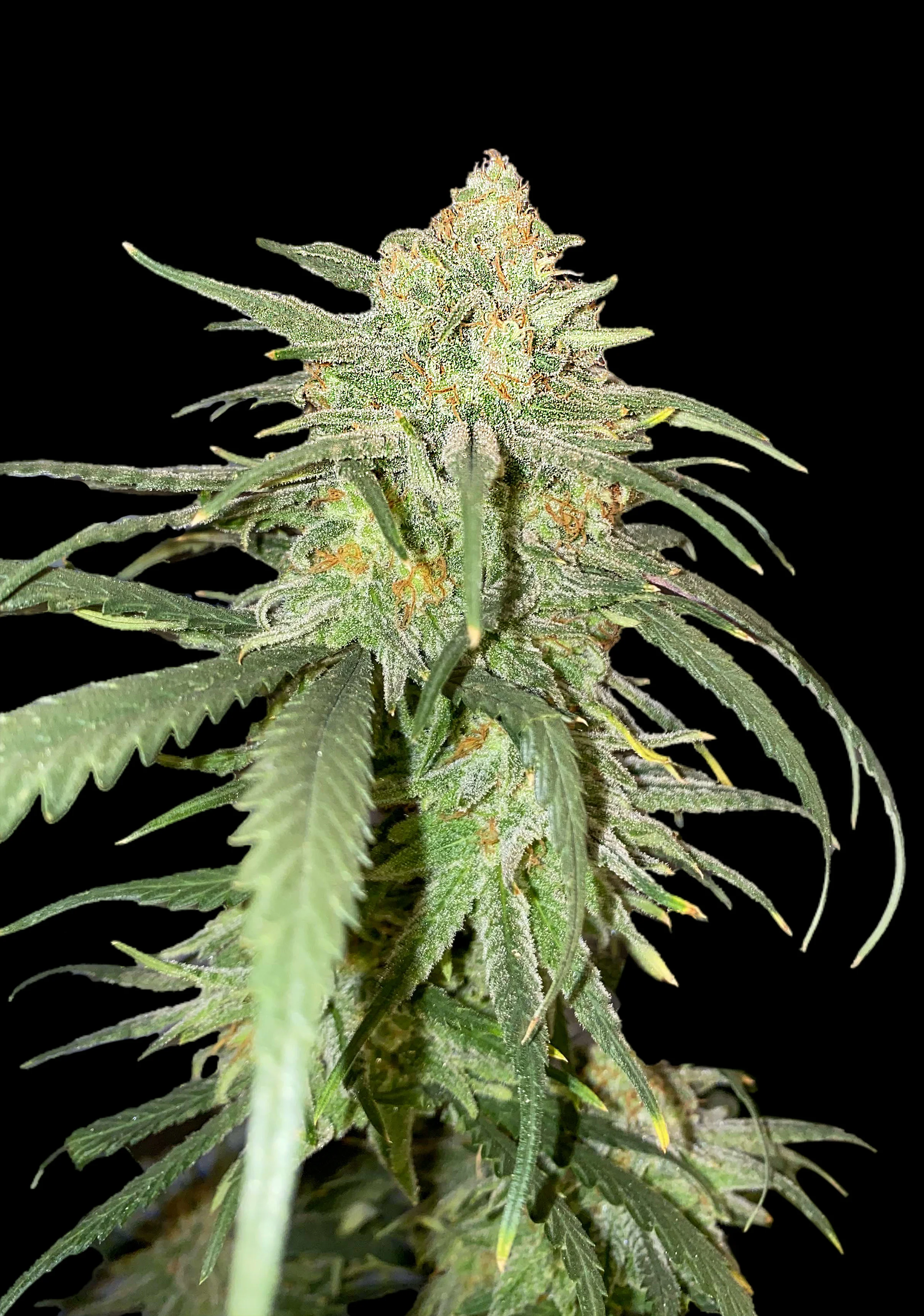 Girl Scout Kush WYPRZEDAŻ