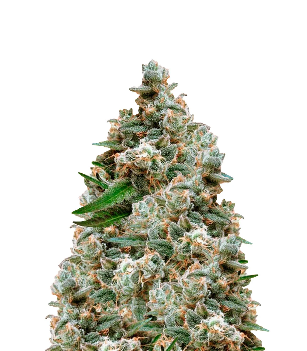 Tangie Kush Regular
