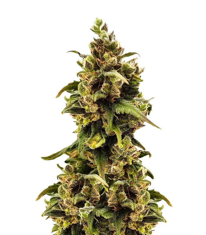 Somango Regular