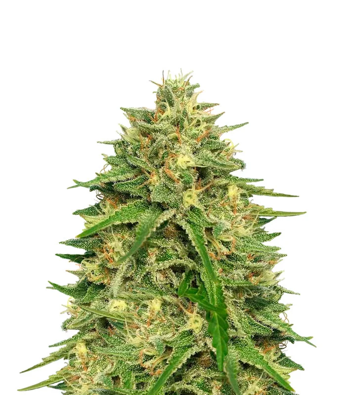 Purple Bubba Kush