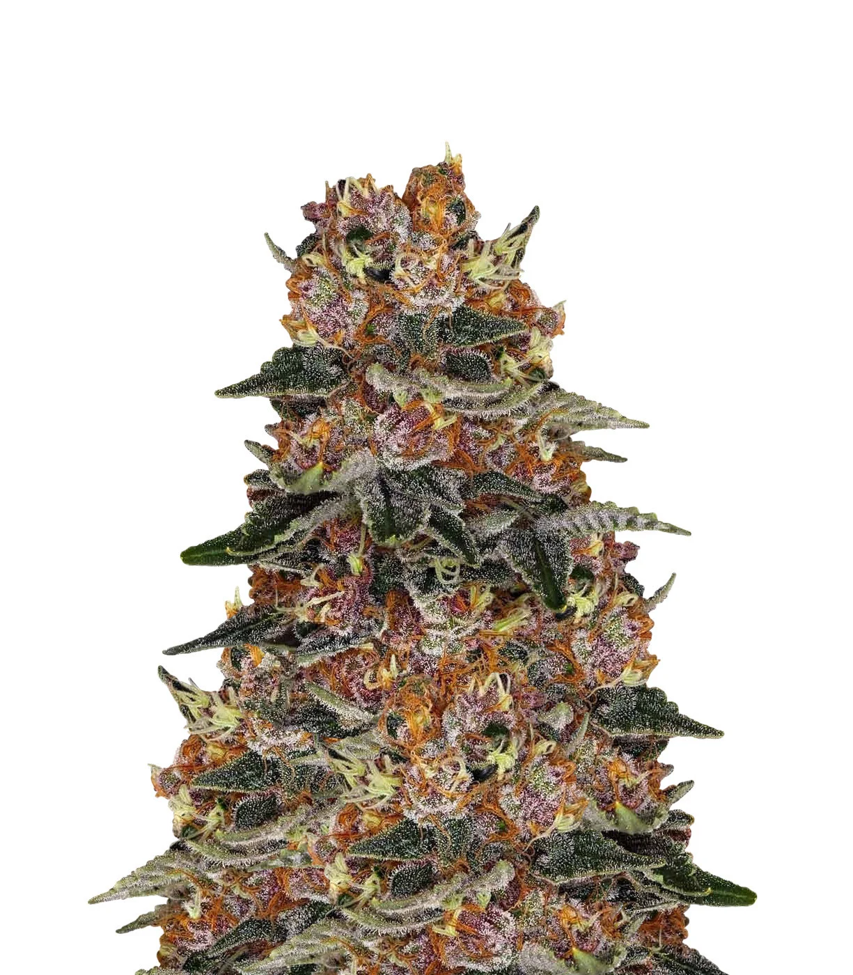 Afghan Kush
