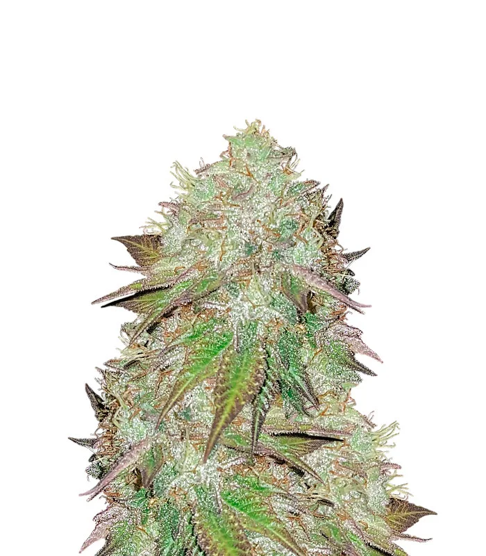Goji OG