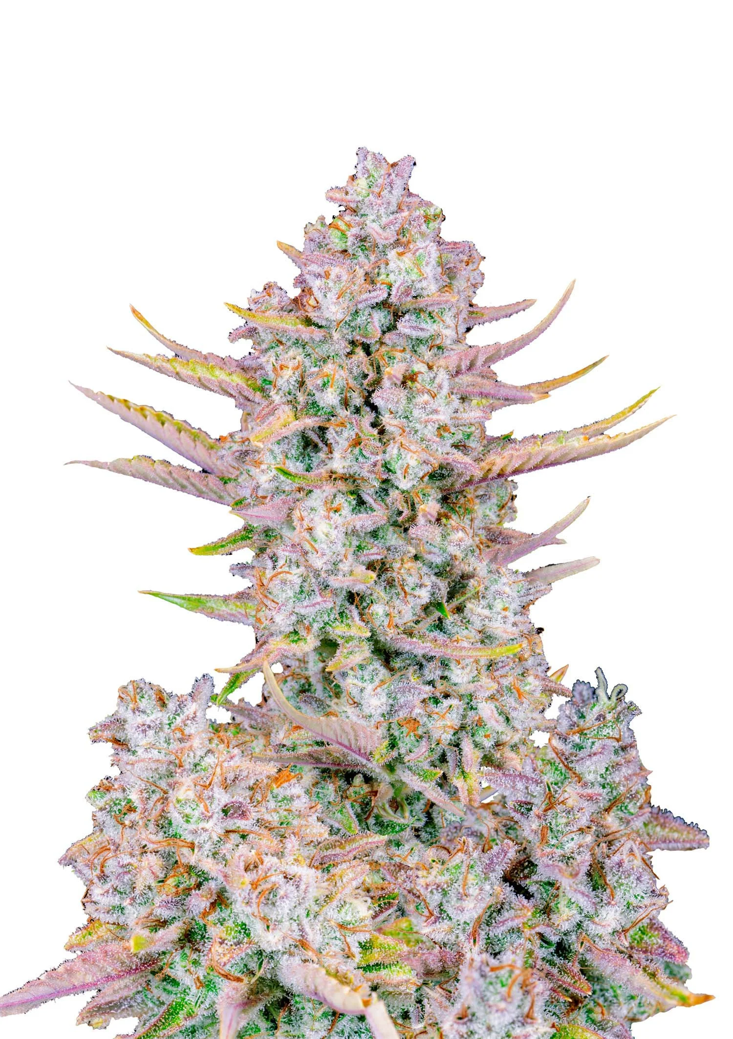 Red Super Skunk Auto