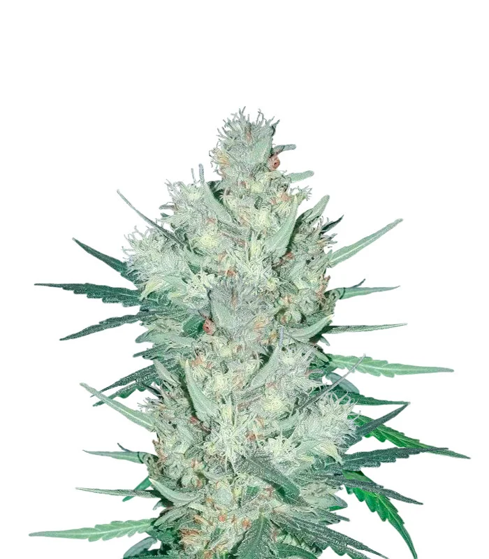 Fire OG