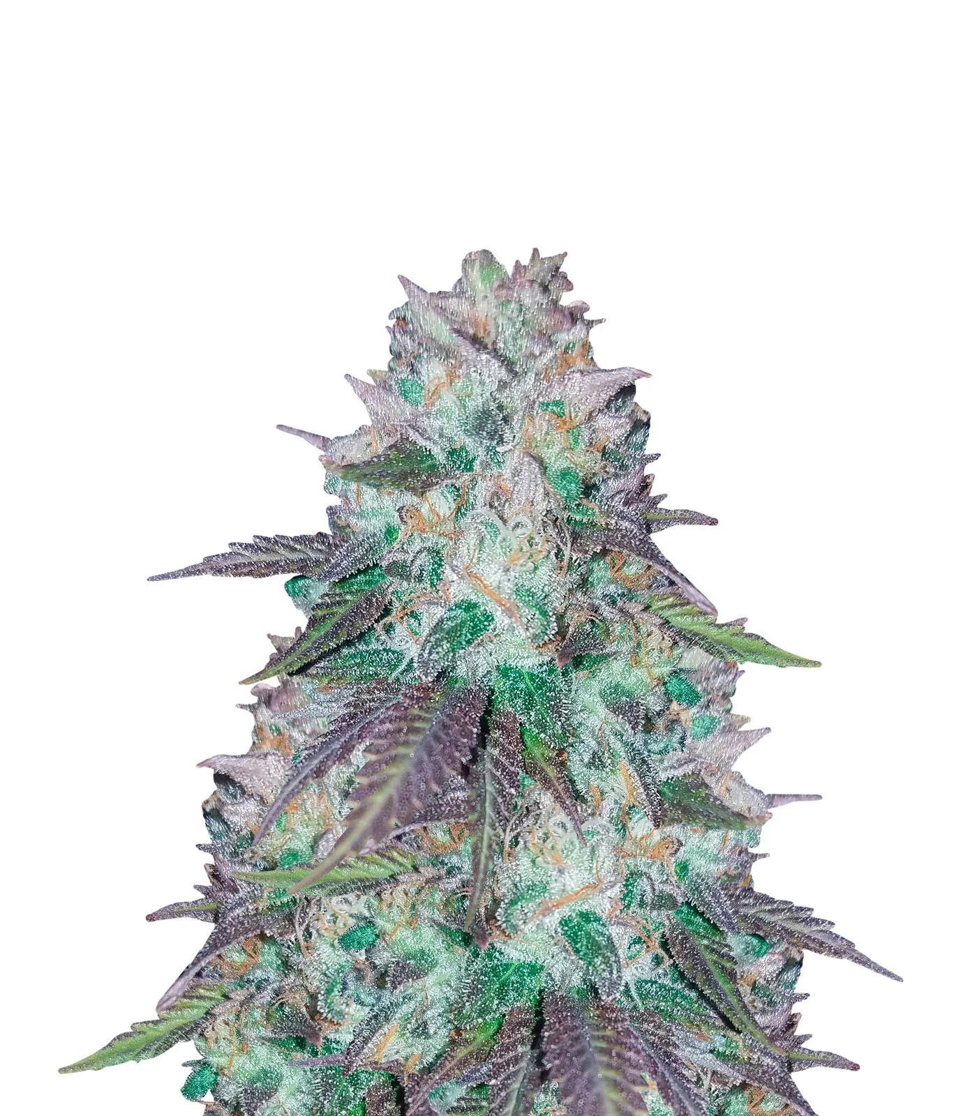 Blueberry Kush Regular