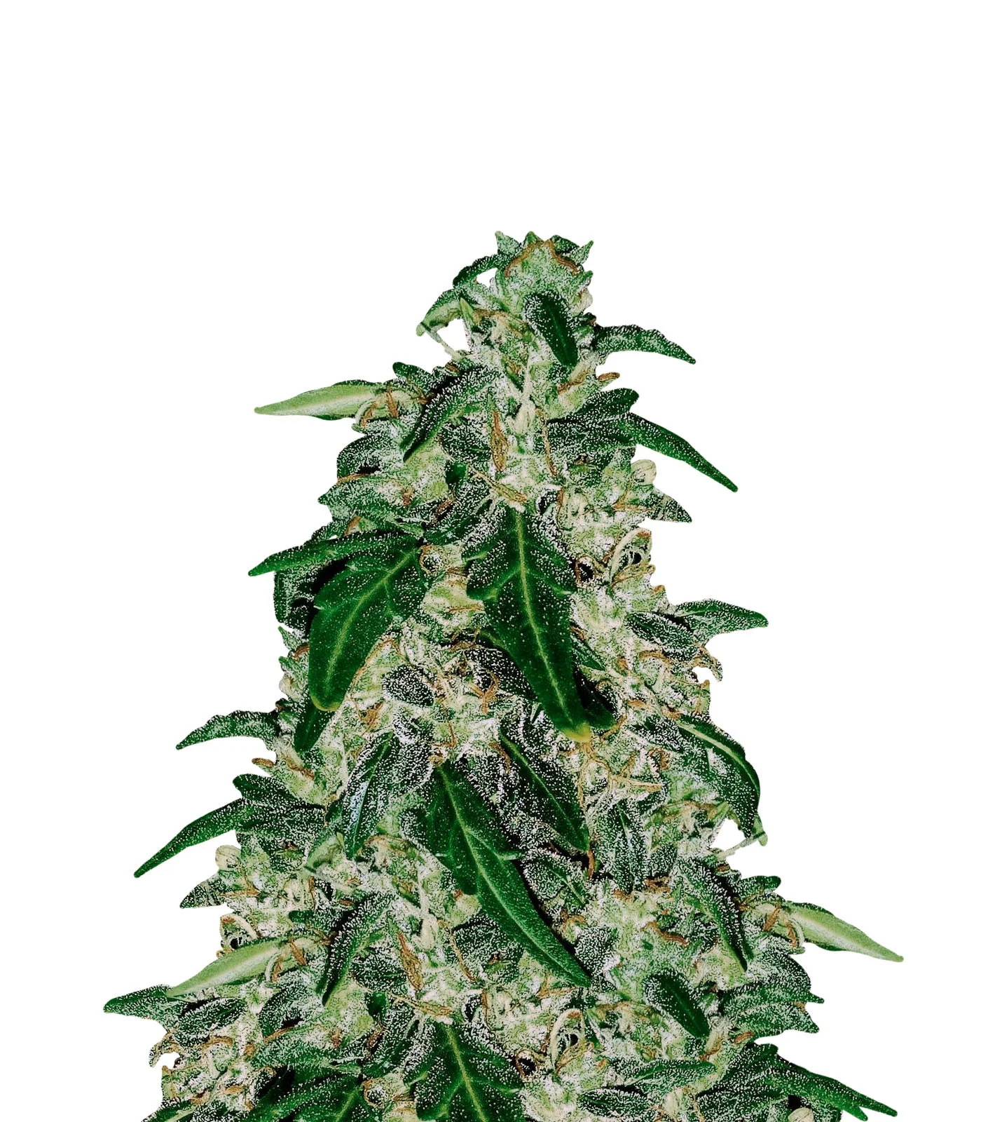 Stardawg Regular