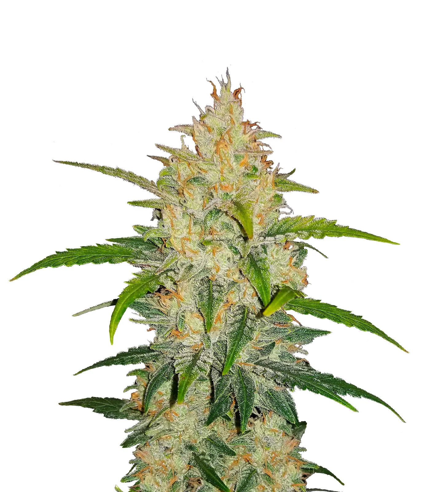Platinum Bubba
