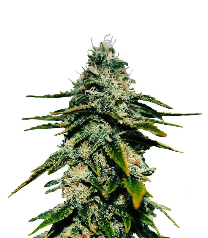 Frosted Guava Auto