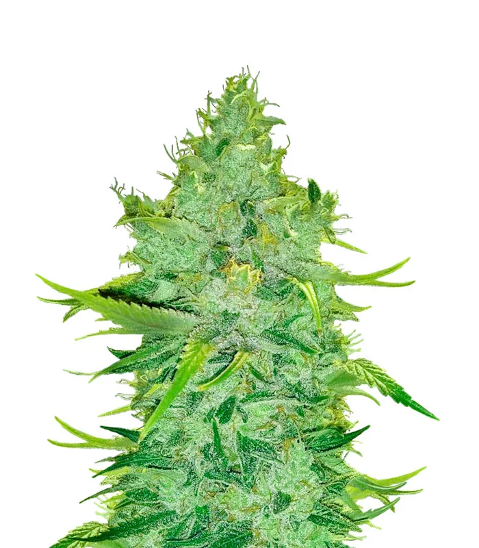 Lemon OG Haze