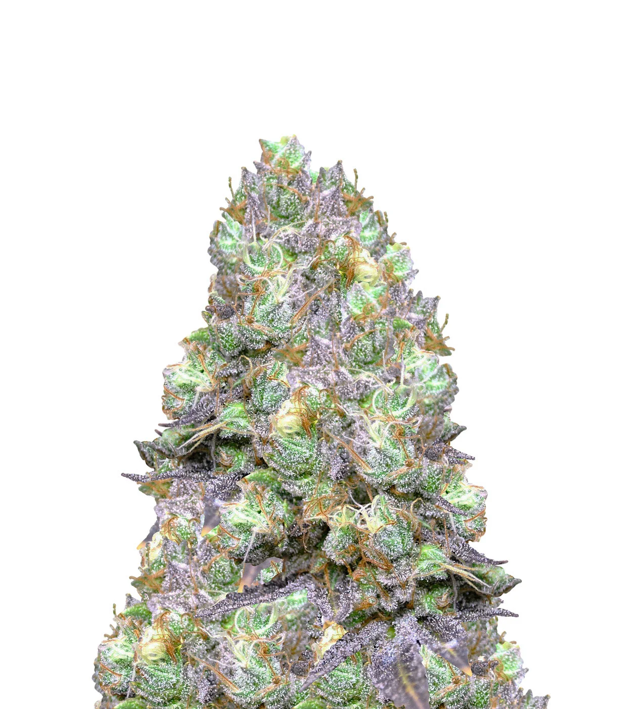 Chocolate Thai