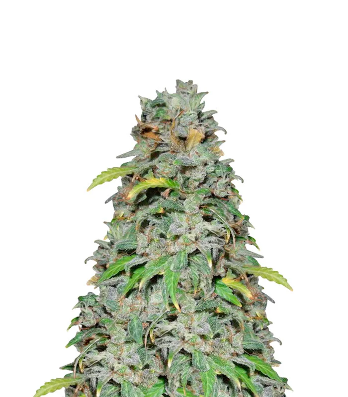 Bubblegum Sherbet