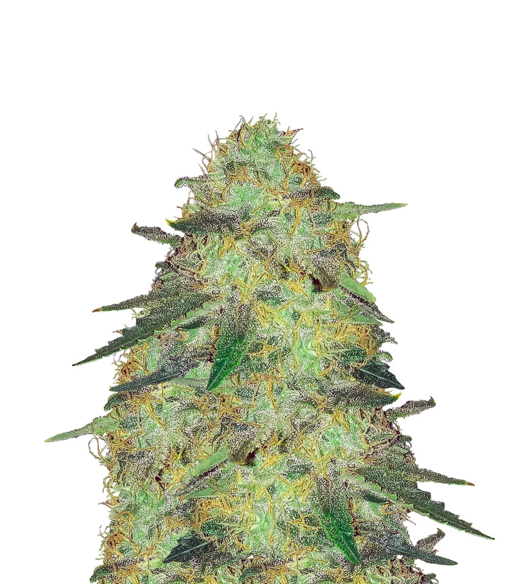 Sweet Kush
