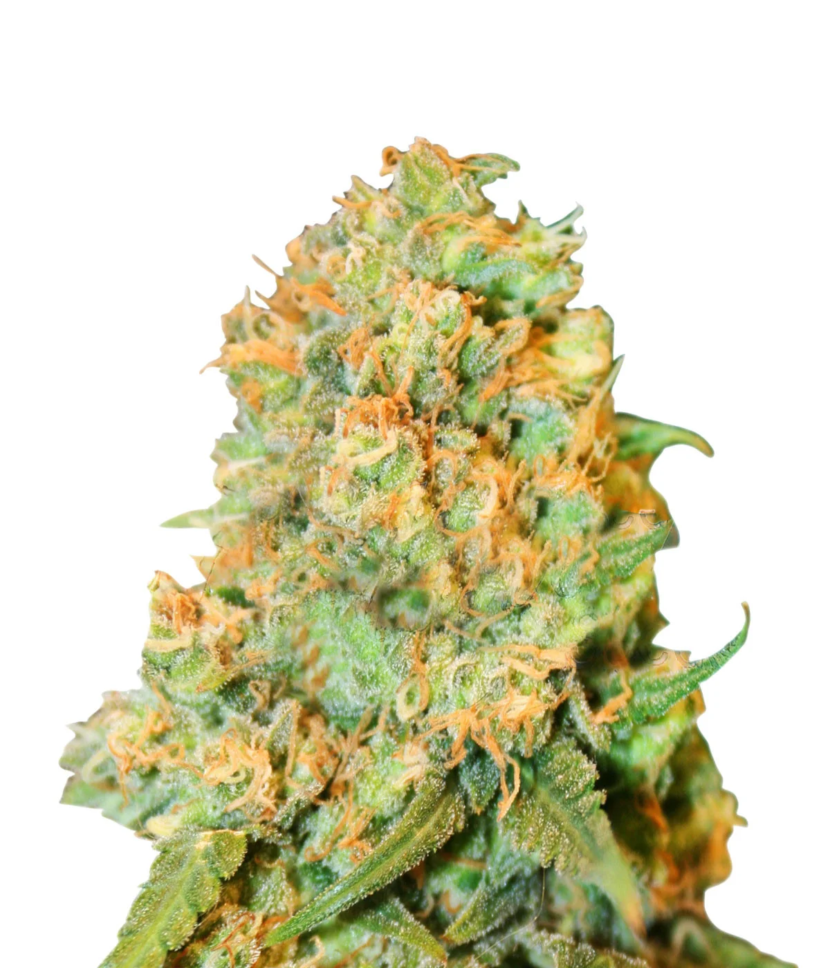 Diesel