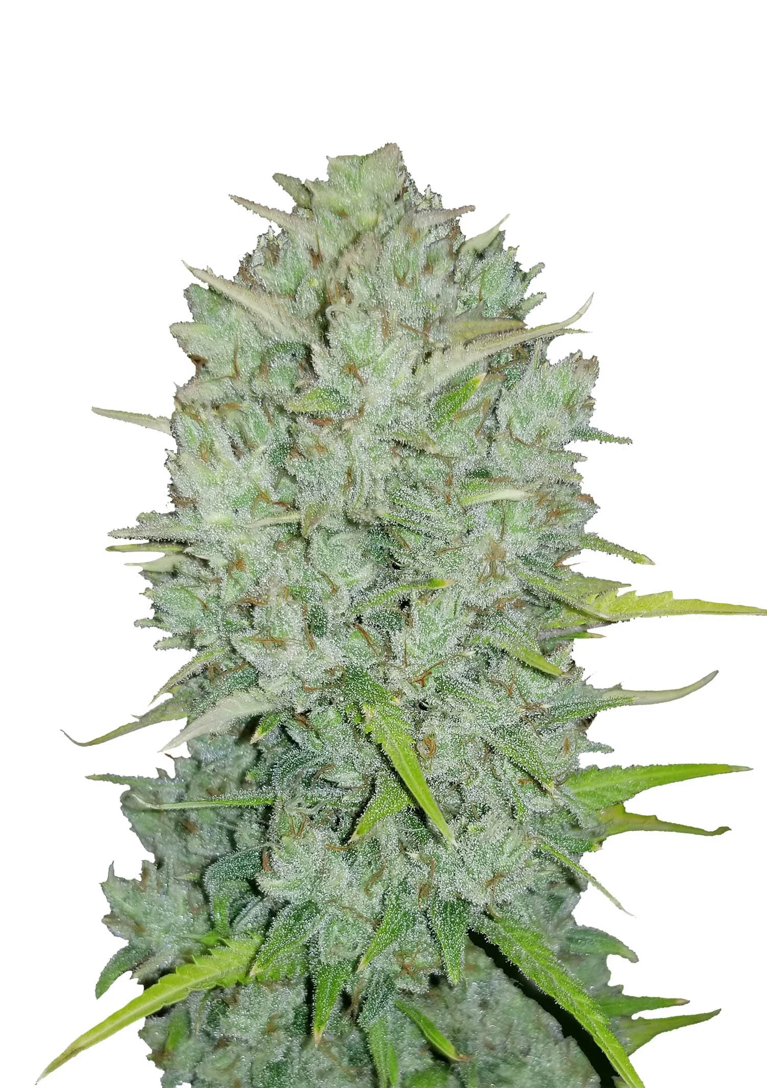 Purple Thai