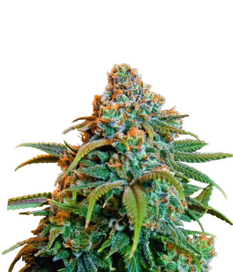 Aurora Indica Auto