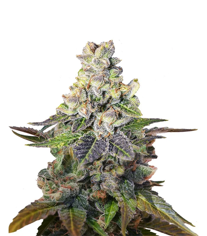 Critical Purple Regular