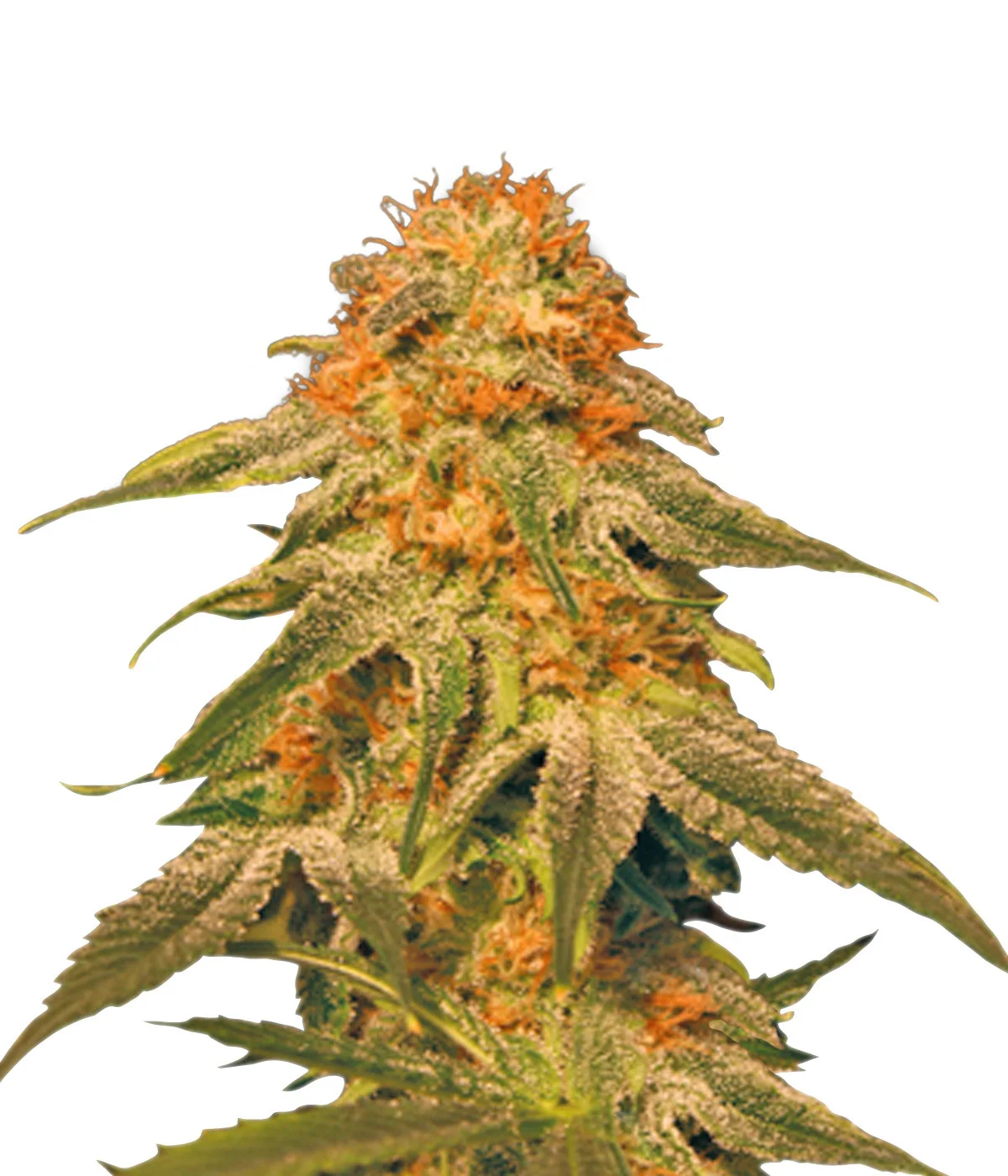 Black Afghan