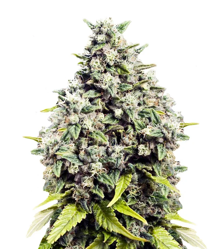 Sour Lemon