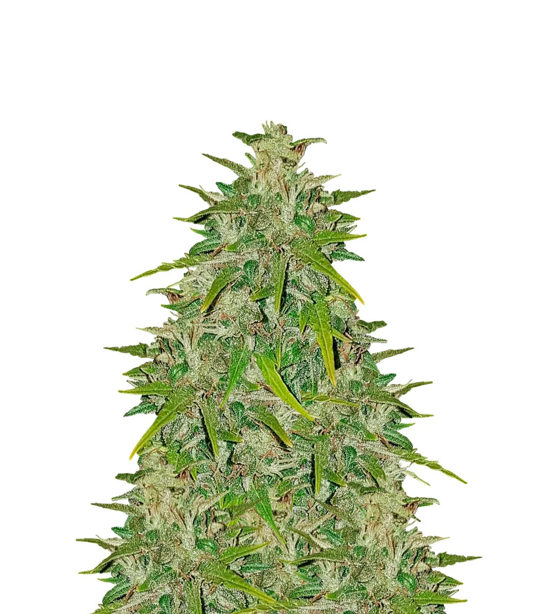 Strawberry Banana Kush Regular