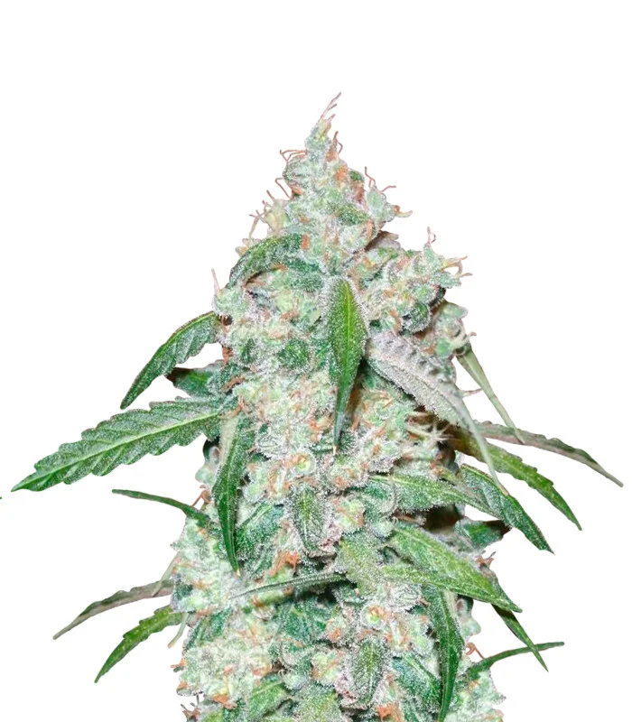 Moonshine Cookies Auto
