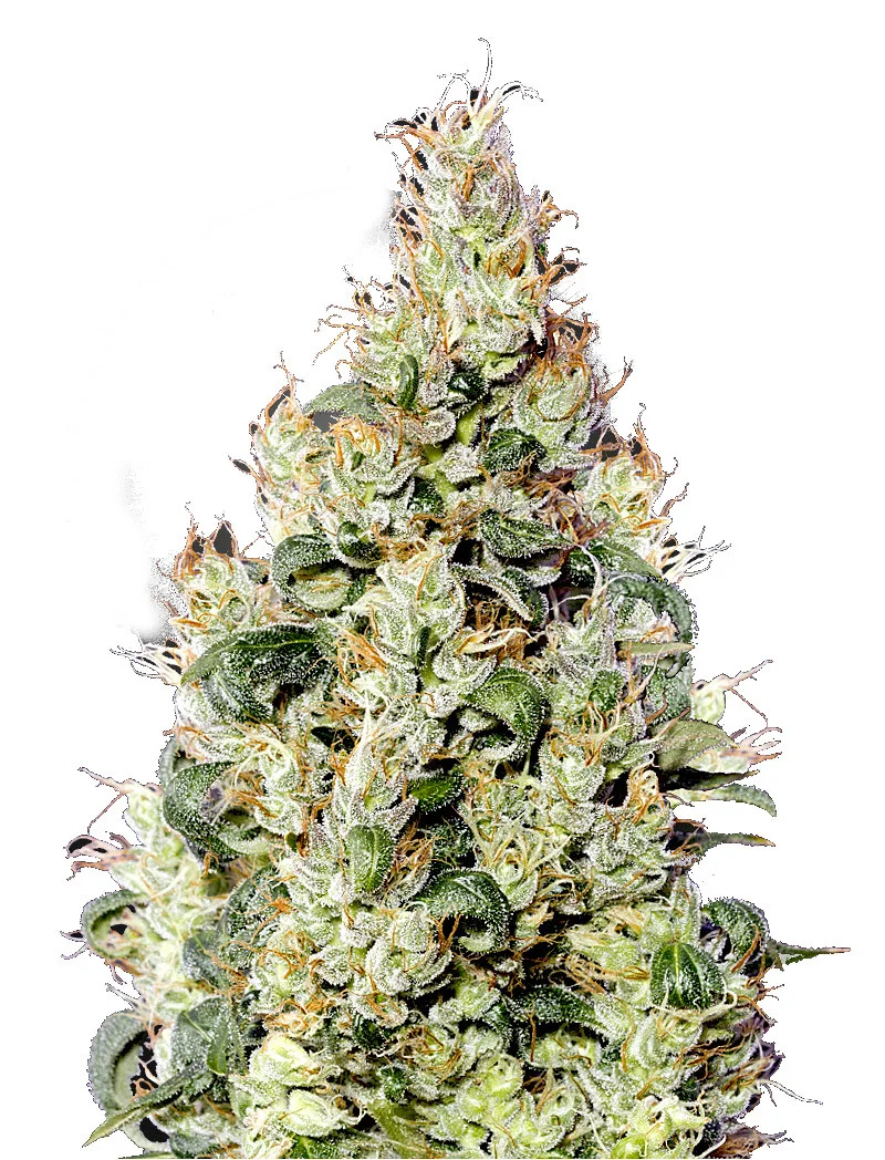 Super Critical (Bilbo) Fast