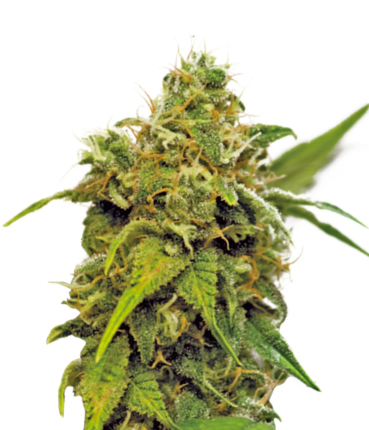 Black Afghan Auto
