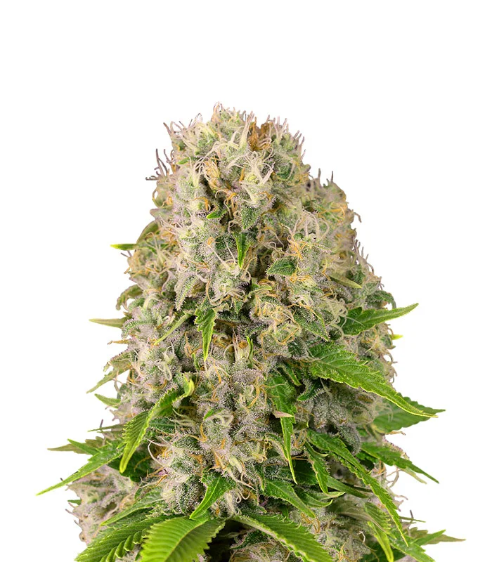 Grapefruit