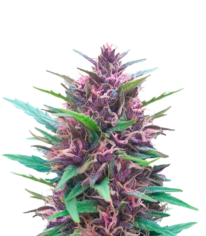 Papas Candy Regular