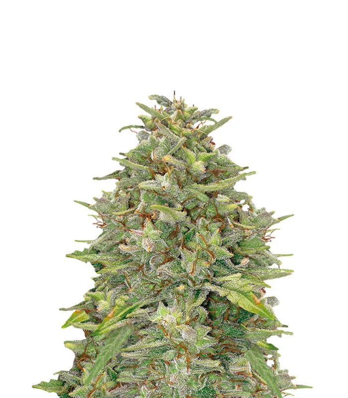 Amnesia Lemon Regular