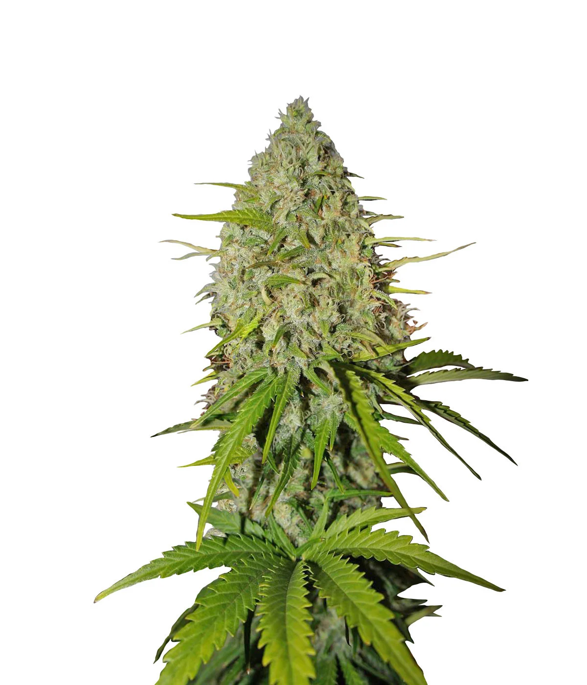 Shiskaberry