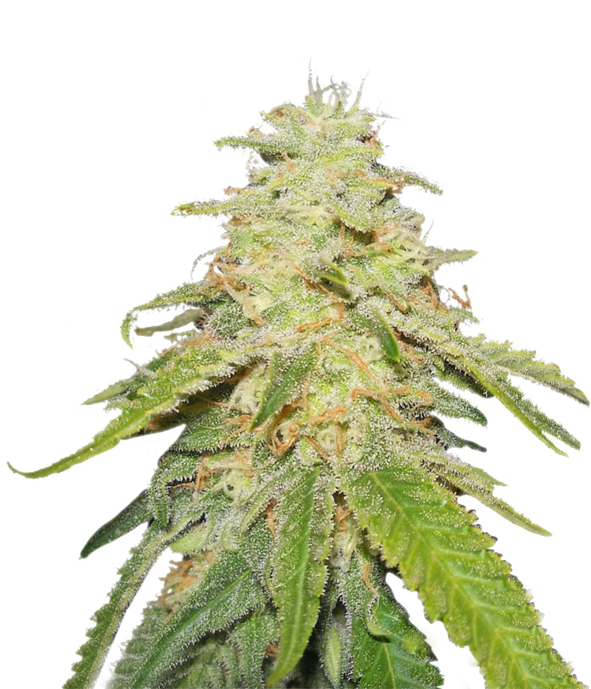 Forbidden Zkittlez