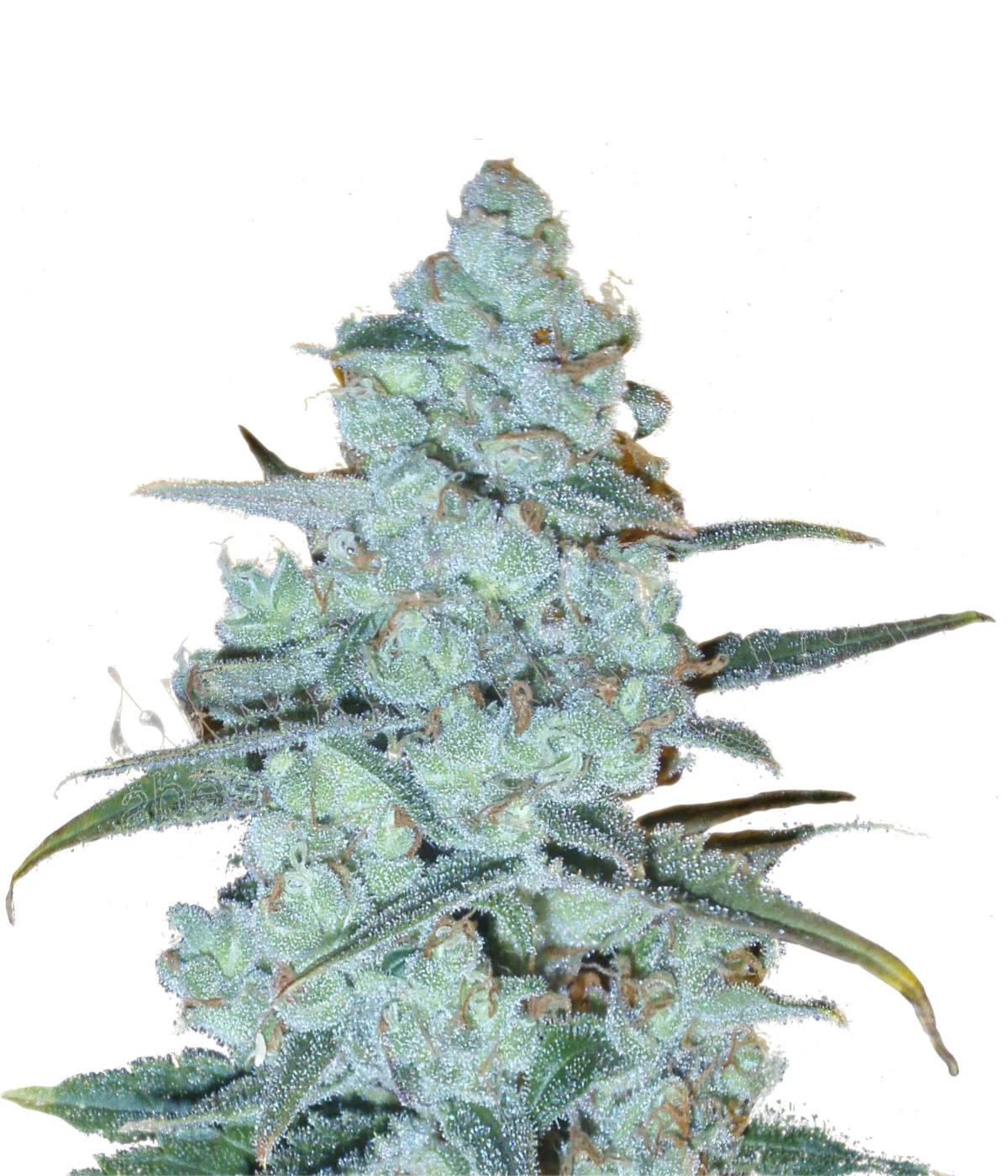 Crystal