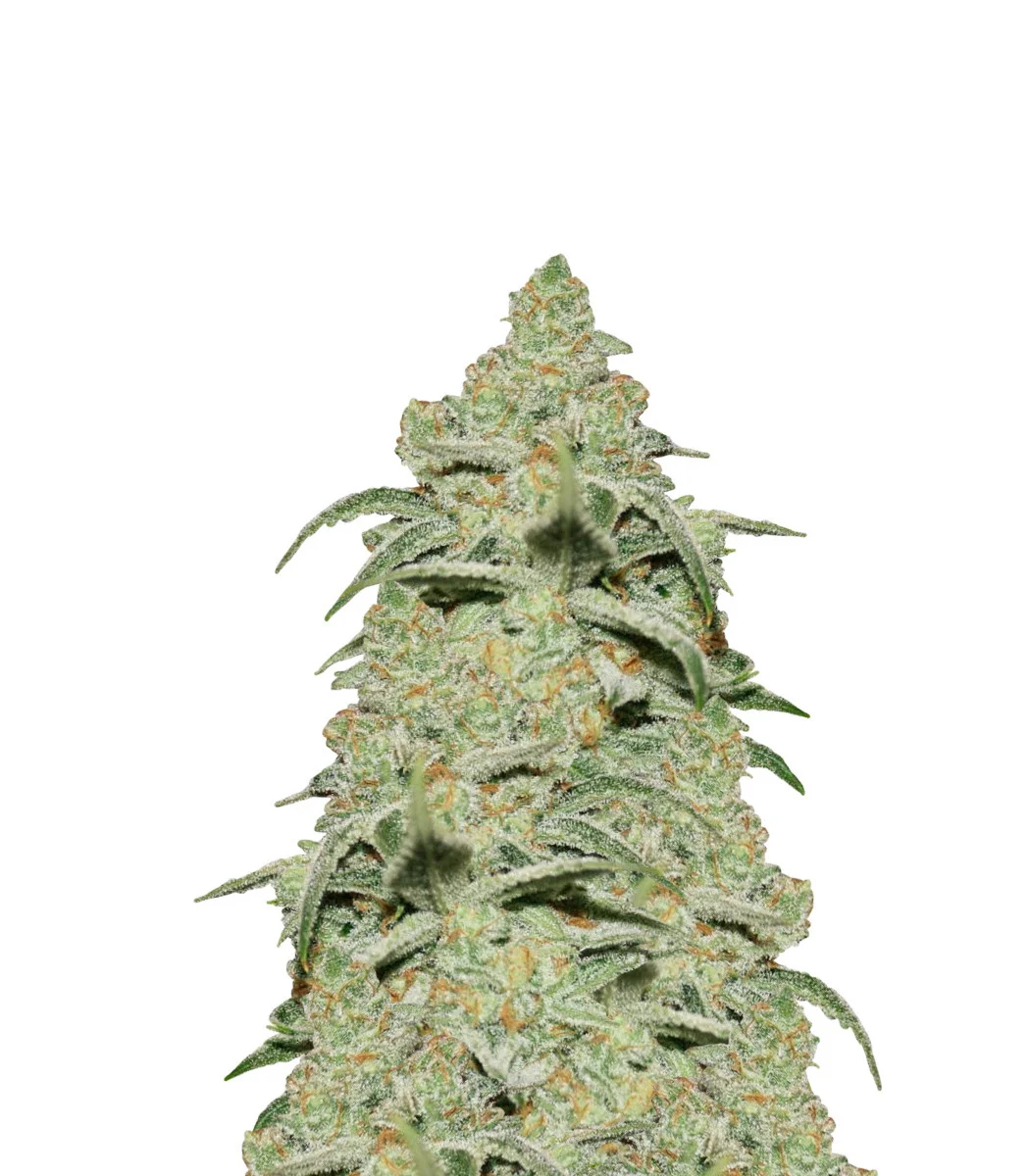 Bubblegum Cookies