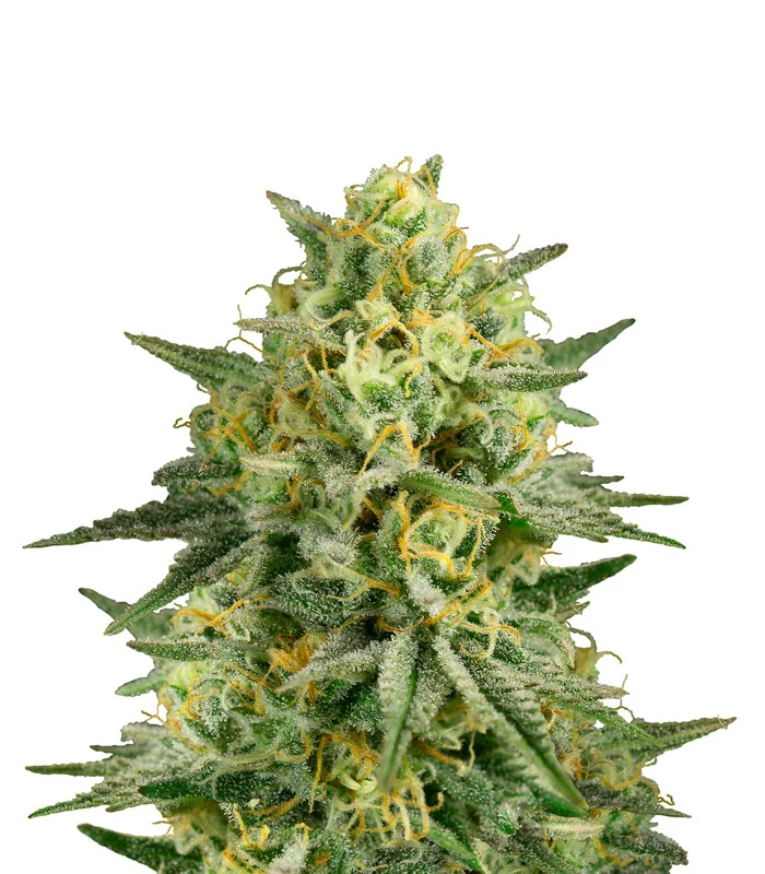 Gorilla Lemon Fire Regular