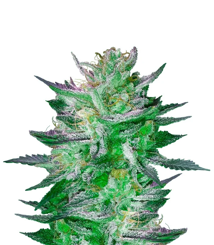 Critical Jack